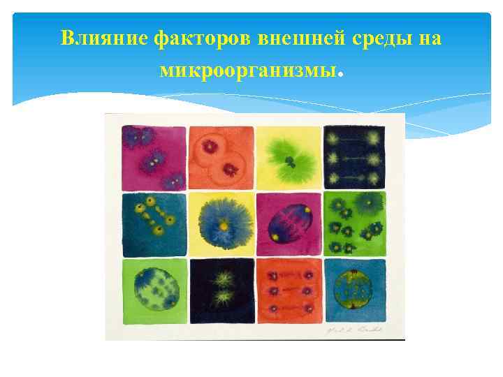 Влияние факторов внешней среды на микроорганизмы. 
