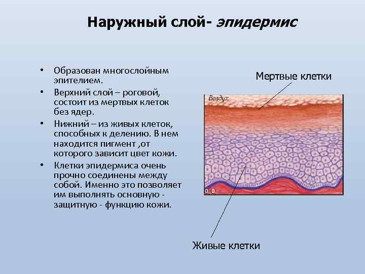 Наружный слой- эпидермис • Образован многослойным эпителием. • Верхний слой – роговой, состоит из