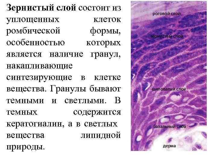Зернистый слой состоит из уплощенных клеток ромбической формы, особенностью которых является наличие гранул, накапливающие