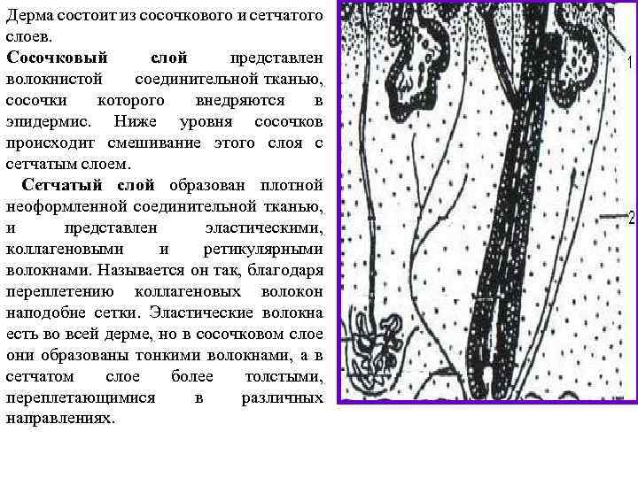 Дерма состоит из сосочкового и сетчатого слоев. Сосочковый слой представлен волокнистой соединительной тканью, сосочки