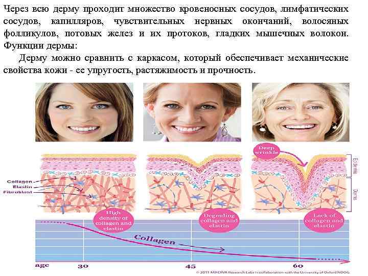 Через всю дерму проходит множество кровеносных сосудов, лимфатических сосудов, капилляров, чувствительных нервных окончаний, волосяных