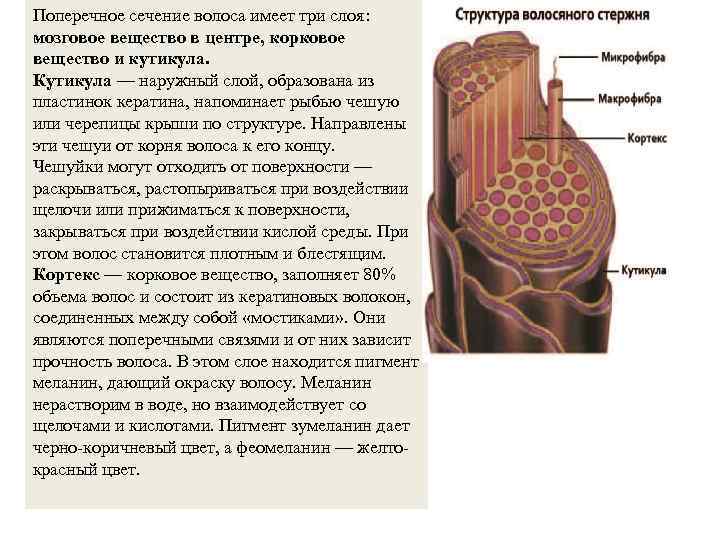 Поперечное сечение волоса имеет три слоя: мозговое вещество в центре, корковое вещество и кутикула.