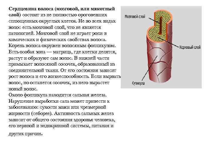 Сердцевина волоса (мозговой, или мякотный слой) состоит из не полностью ороговевших сплющенных округлых клеток.