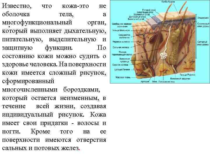 Известно, что кожа это не оболочка тела, а многофункциональный орган, . который выполняет дыхательную,