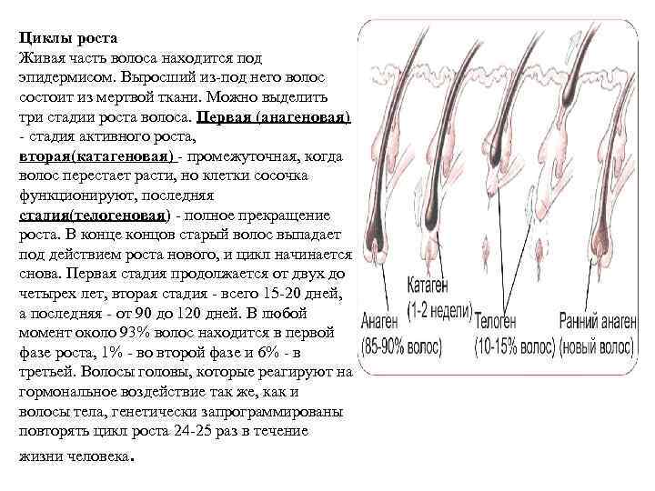 Циклы роста Живая часть волоса находится под эпидермисом. Выросший из под него волос состоит