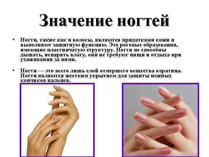 Значение ногтей • Ногти, также как и волосы, являются придатками кожи и выполняют защитную