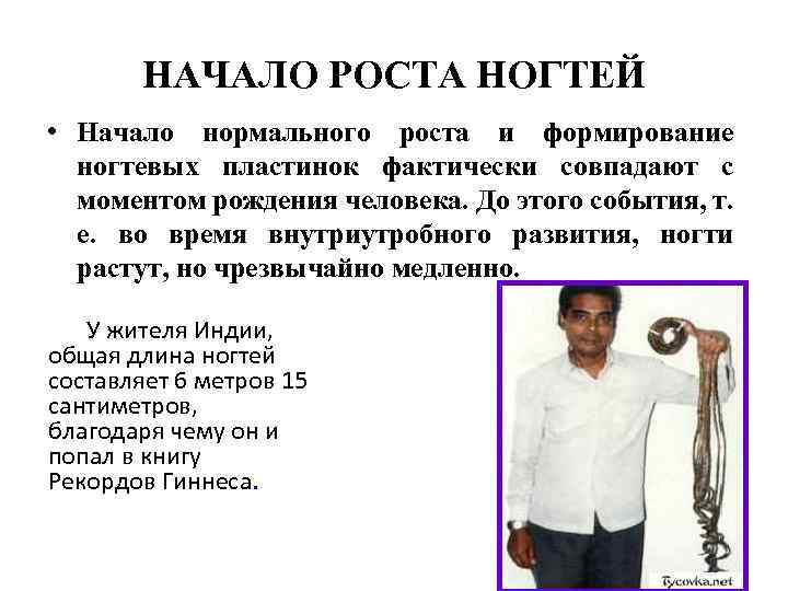 НАЧАЛО РОСТА НОГТЕЙ • Начало нормального роста и формирование ногтевых пластинок фактически совпадают с