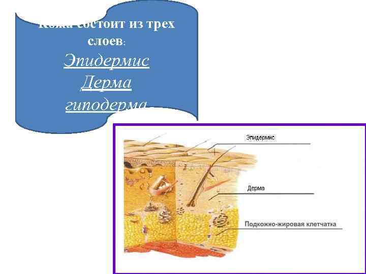 Кожа состоит из трех слоев: Эпидермис Дерма гиподерма 