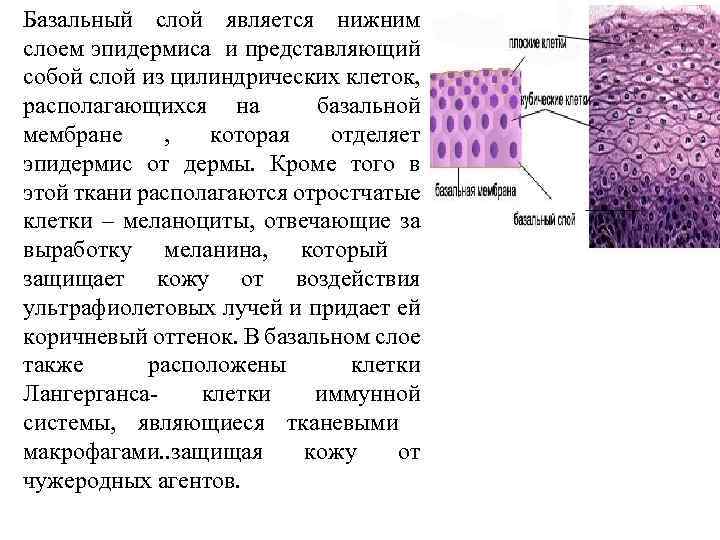 Базальный слой является нижним слоем эпидермиса и представляющий собой слой из цилиндрических клеток, располагающихся