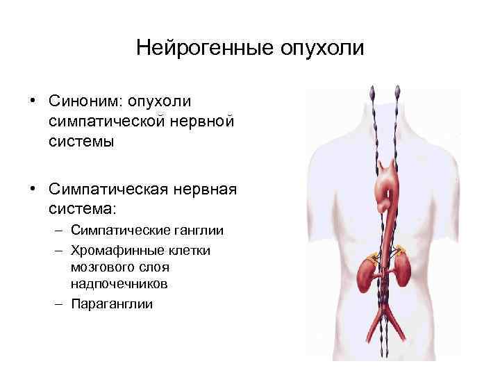 Нейрогенные опухоли • Синоним: опухоли симпатической нервной системы • Симпатическая нервная система: – Симпатические