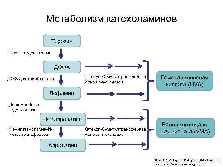 Метаболизм катехоламинов Тирозингидроксилаза ДОФА-декарбоксилаза Катехол-О-метилтрансфераза Моноаминоксидаза Гомованилиновая кислота (HVA) Дофамин-бетагидроксилаза Норадреналин Фенилэтаноламин-Nметилтрансфераза Катехол-О-метилтрансфераза Моноаминоксидаза