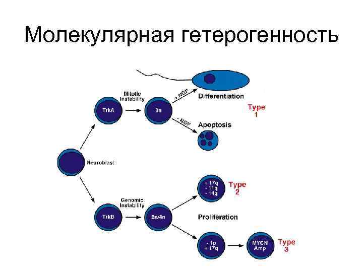 Молекулярная гетерогенность 