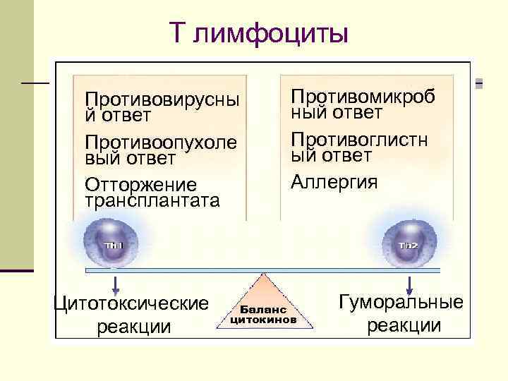 Т лимфоциты Противовирусны й ответ Противоопухоле вый ответ Отторжение трансплантата Цитотоксические реакции Противомикроб ный