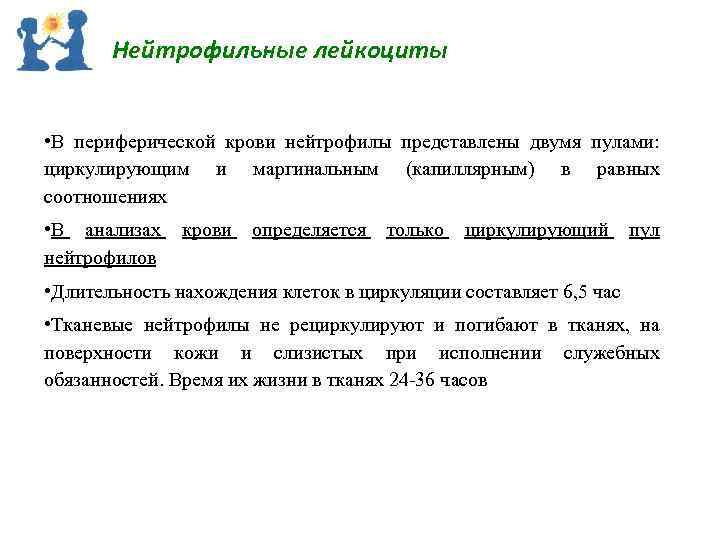 Нейтрофильные лейкоциты • В периферической крови нейтрофилы представлены двумя пулами: циркулирующим и маргинальным (капиллярным)