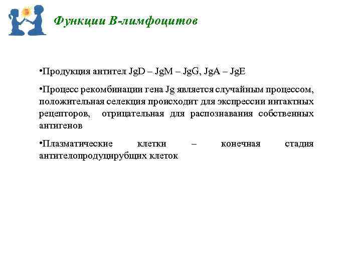 Функции В-лимфоцитов • Продукция антител Jg. D – Jg. M – Jg. G, Jg.