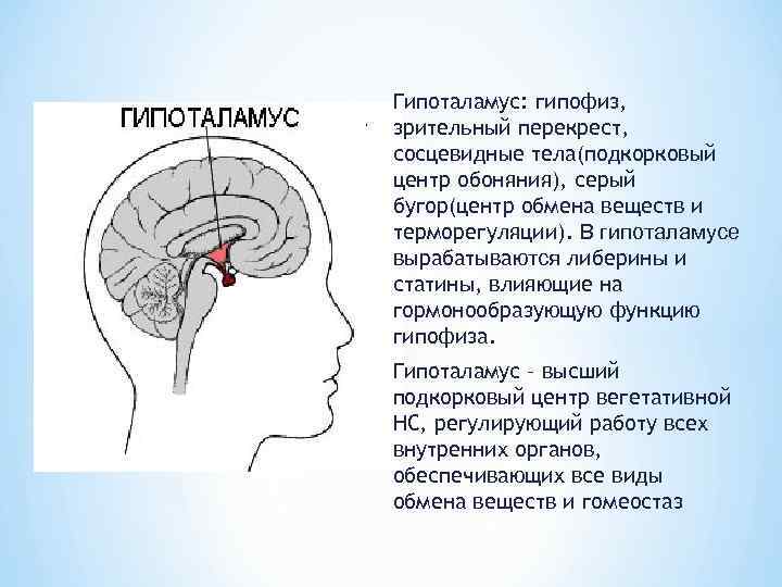 Гипоталамус: гипофиз, зрительный перекрест, сосцевидные тела(подкорковый центр обоняния), серый бугор(центр обмена веществ и терморегуляции).