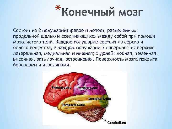 * Состоит из 2 полушарий(правое и левое), разделенных продольной щелью и соединяющихся между собой