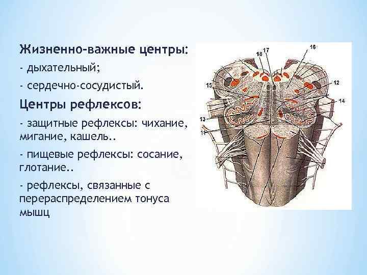 Жизненно-важные центры: - дыхательный; - сердечно-сосудистый. Центры рефлексов: - защитные рефлексы: чихание, мигание, кашель.