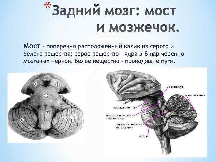 * Мост – поперечно расположенный валик из серого и белого вещества; серое вещество –