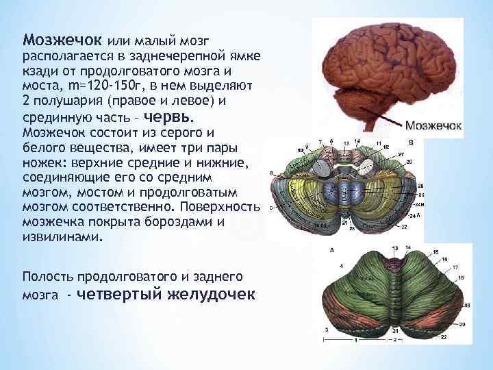 Мозжечок или малый мозг располагается в заднечерепной ямке кзади от продолговатого мозга и моста,