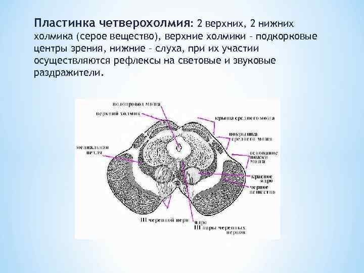 Пластинка четверохолмия: 2 верхних, 2 нижних холмика (серое вещество), верхние холмики – подкорковые центры