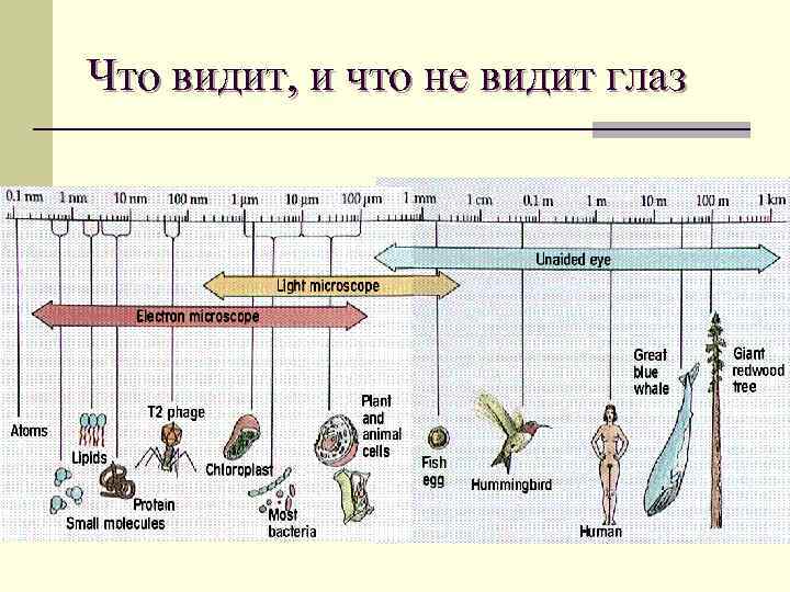 Что видит, и что не видит глаз 