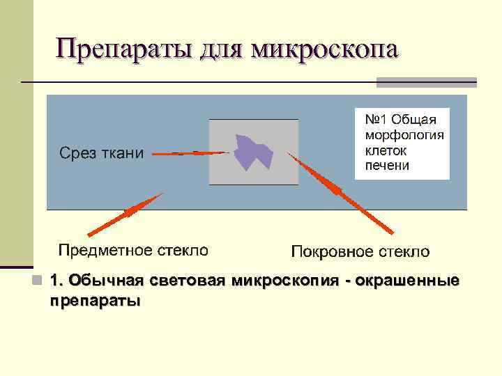 Препараты для микроскопа n 1. Обычная световая микроскопия - окрашенные препараты 