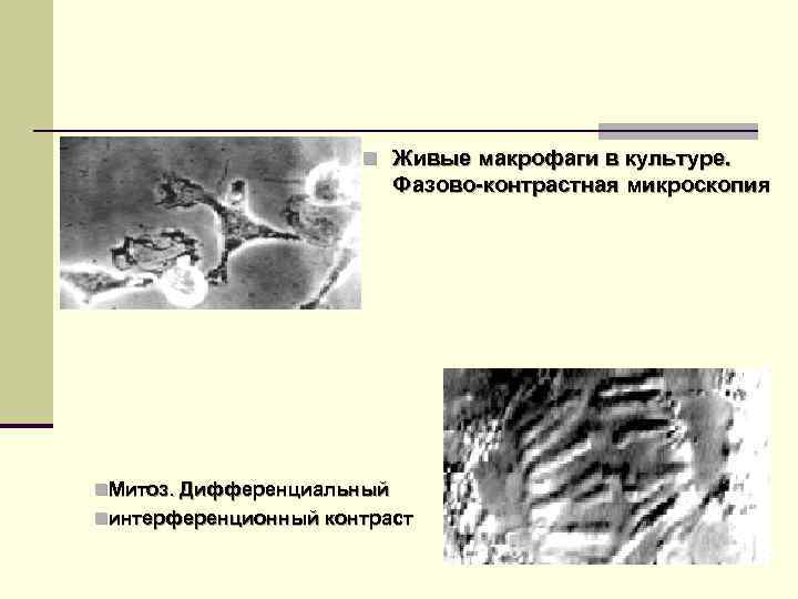 n Живые макрофаги в культуре. Фазово-контрастная микроскопия n. Митоз. Дифференциальный nинтерференционный контраст 
