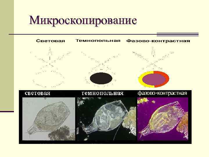 Микроскопирование фазово-контрастная 