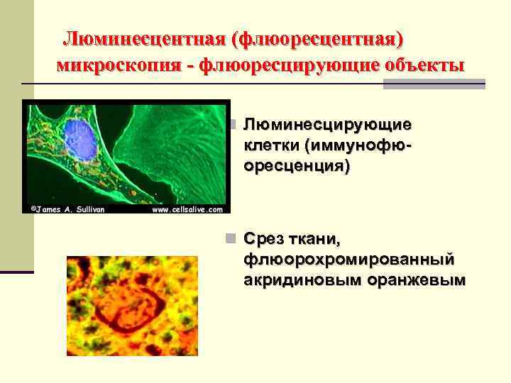  Люминесцентная (флюоресцентная) микроскопия - флюоресцирующие объекты n Люминесцирующие клетки (иммунофюоресценция) n Срез ткани,