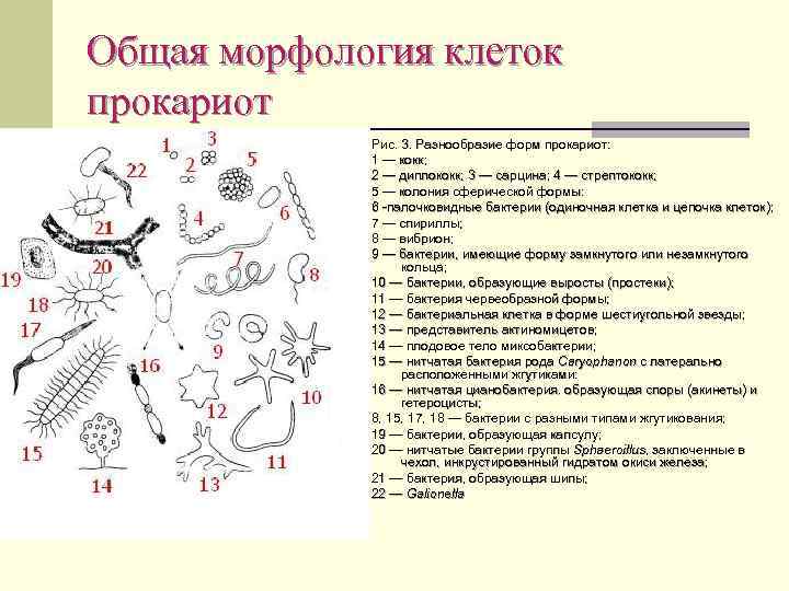 Общая морфология клеток прокариот Рис. 3. Разнообразие форм прокариот: 1 — кокк; 2 —