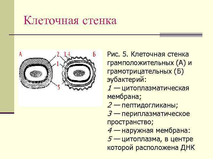Клеточная стенка Рис. 5. Клеточная стенка грамположительных (А) и грамотрицательных (Б) эубактерий: 1 —