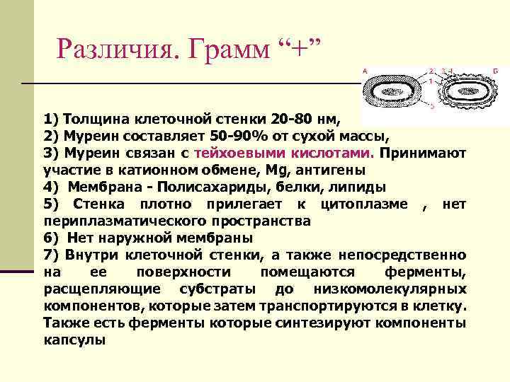 Различия. Грамм “+” 1) Толщина клеточной стенки 20 -80 нм, 2) Муреин составляет 50