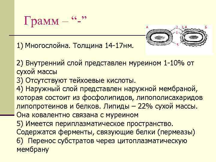 Грамм – “-” 1) Многослойна. Толщина 14 -17 нм. 2) Внутренний слой представлен муреином