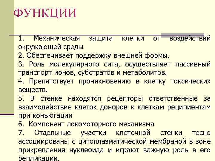 ФУНКЦИИ 1. Механическая защита клетки от воздействий окружающей среды 2. Обеспечивает поддержку внешней формы.
