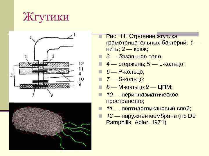 Жгутики n Рис. 11. Строение жгутика n n n n грамотрицательных бактерий: 1 —