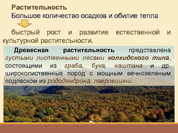 Растительность Большое количество осадков и обилие тепла быстрый рост и развитие естественной и культурной