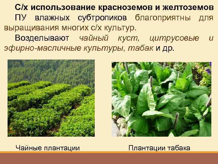 С/х использование красноземов и желтоземов ПУ влажных субтропиков благоприятны для выращивания многих с/х культур.