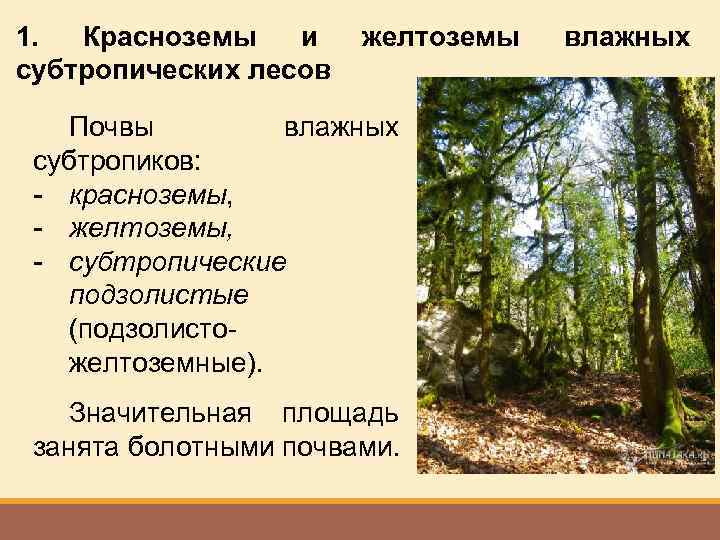 1. Красноземы и субтропических лесов желтоземы Почвы влажных субтропиков: - красноземы, - желтоземы, -