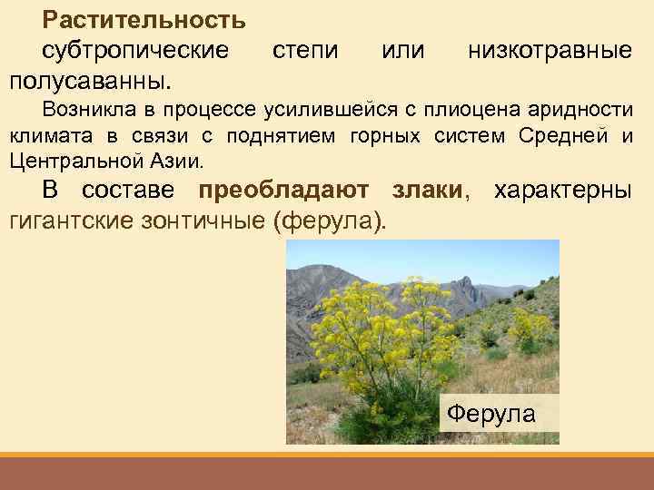 Растительность субтропические полусаванны. степи или низкотравные Возникла в процессе усилившейся с плиоцена аридности климата