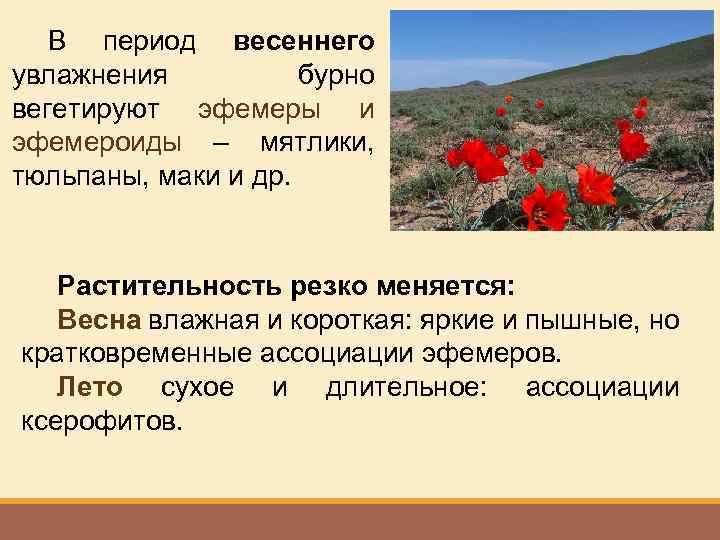 В период весеннего увлажнения бурно вегетируют эфемеры и эфемероиды – мятлики, тюльпаны, маки и