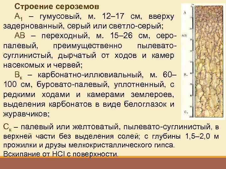 Строение сероземов A 1 – гумусовый, м. 12– 17 см, вверху задернованный, серый или