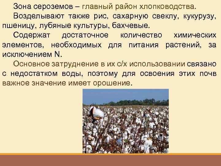 Зона сероземов – главный район хлопководства. Возделывают также рис, сахарную свеклу, кукурузу, пшеницу, лубяные