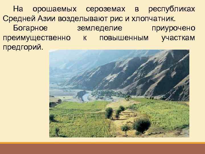 На орошаемых сероземах в республиках Средней Азии возделывают рис и хлопчатник. Богарное земледелие приурочено