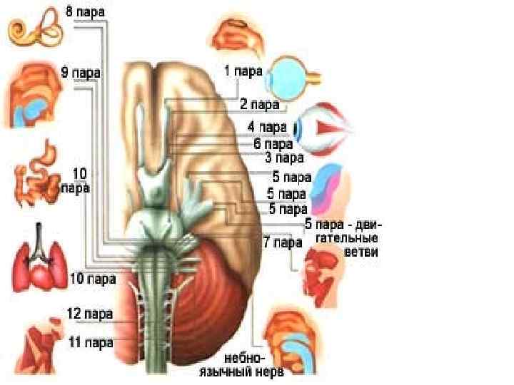 ЧЕРЕПНЫЕ НЕРВЫ 