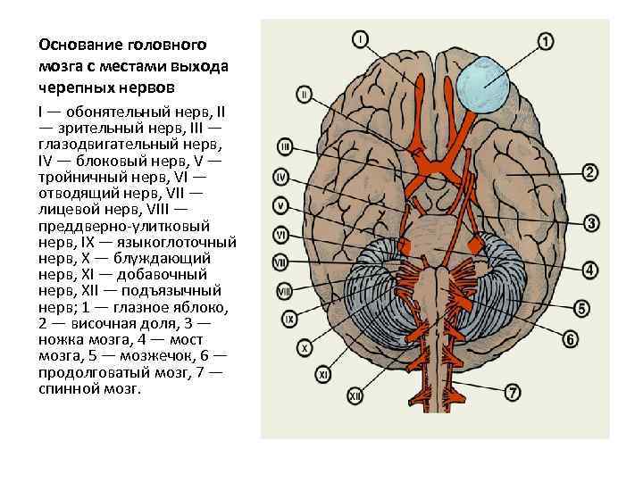 Основание головного мозга с местами выхода черепных нервов I — обонятельный нерв, II —