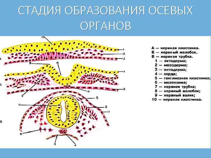 Какие структуры составляют комплекс осевых органов формирующийся к концу стадии указанной на рисунке