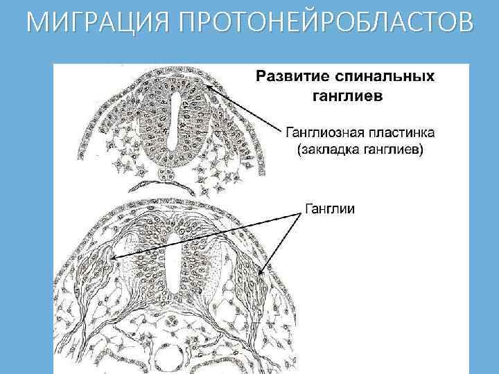 МИГРАЦИЯ ПРОТОНЕЙРОБЛАСТОВ 