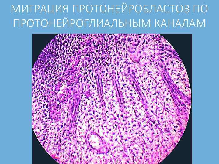 МИГРАЦИЯ ПРОТОНЕЙРОБЛАСТОВ ПО ПРОТОНЕЙРОГЛИАЛЬНЫМ КАНАЛАМ 
