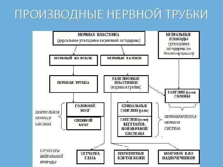 ПРОИЗВОДНЫЕ НЕРВНОЙ ТРУБКИ 